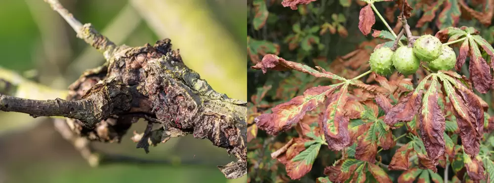 types of canker diseases