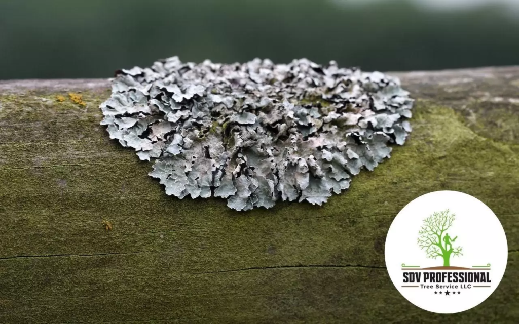 Do you want to learn how to remove lichen from trees?