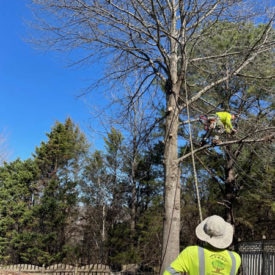 Tree Removal Services