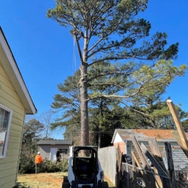 Tree Removal Services
