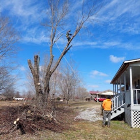 Tree Removal Services