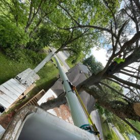 Tree Services
