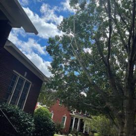 Tree Services