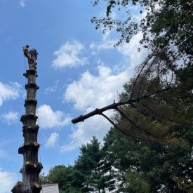 Tree Services