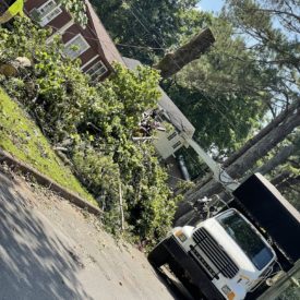 Tree Services