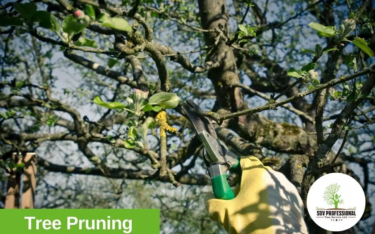 tree pruning