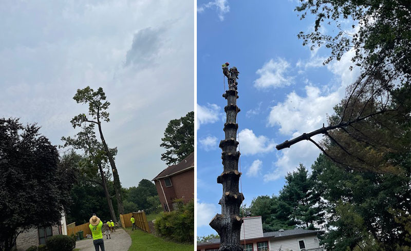 Tree Removal In Huntsville AL