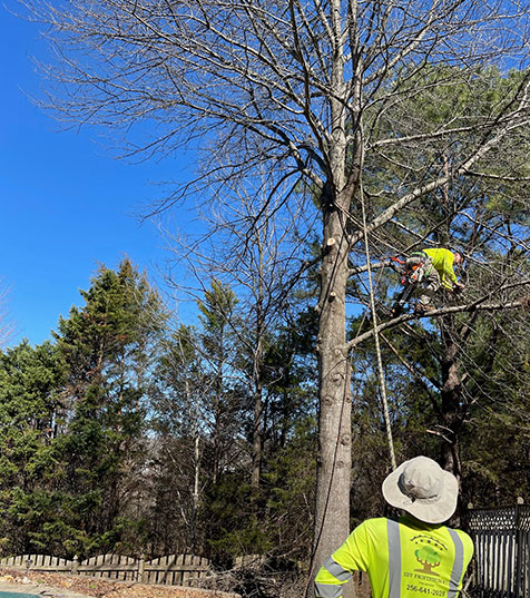 Tree Removal In Huntsville AL