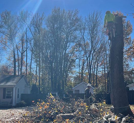 tree services in Hunstville, AL