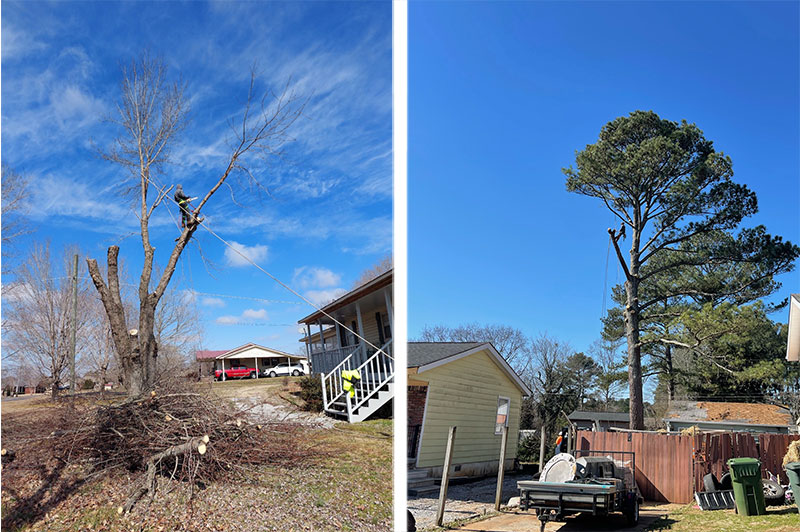 Tree Services