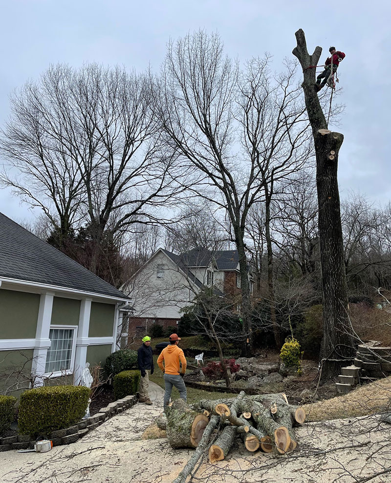 Tree Services in Madison, AL