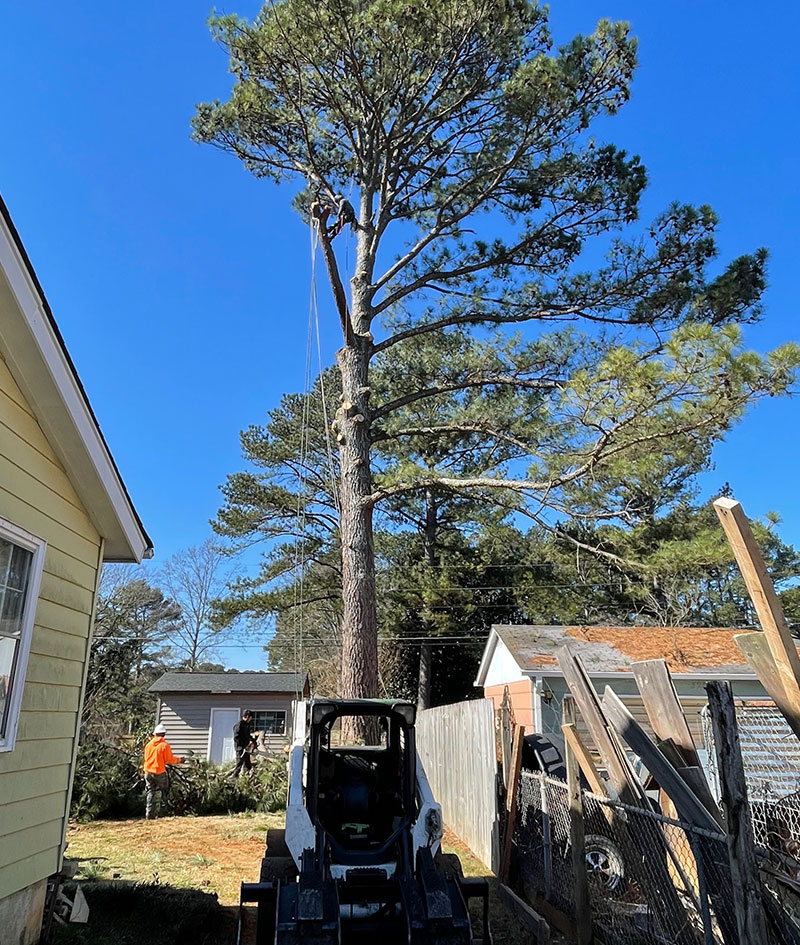 Tree Services in Madison, AL