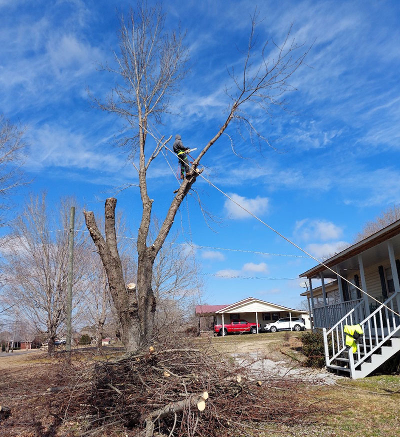 Tree Services in Madison, AL