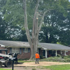 Tree Trimming