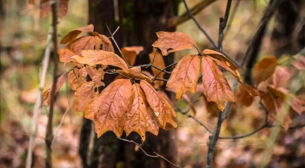 What causes tree leaves to turn brown