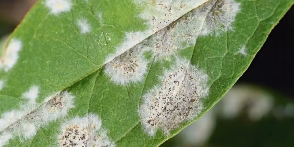 what is powdery mildew, and how it affects my trees