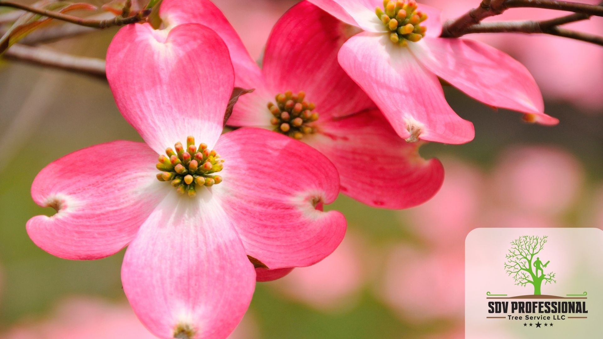 One of the most enchanting features of dogwood trees is their exquisite pink or white flowers.