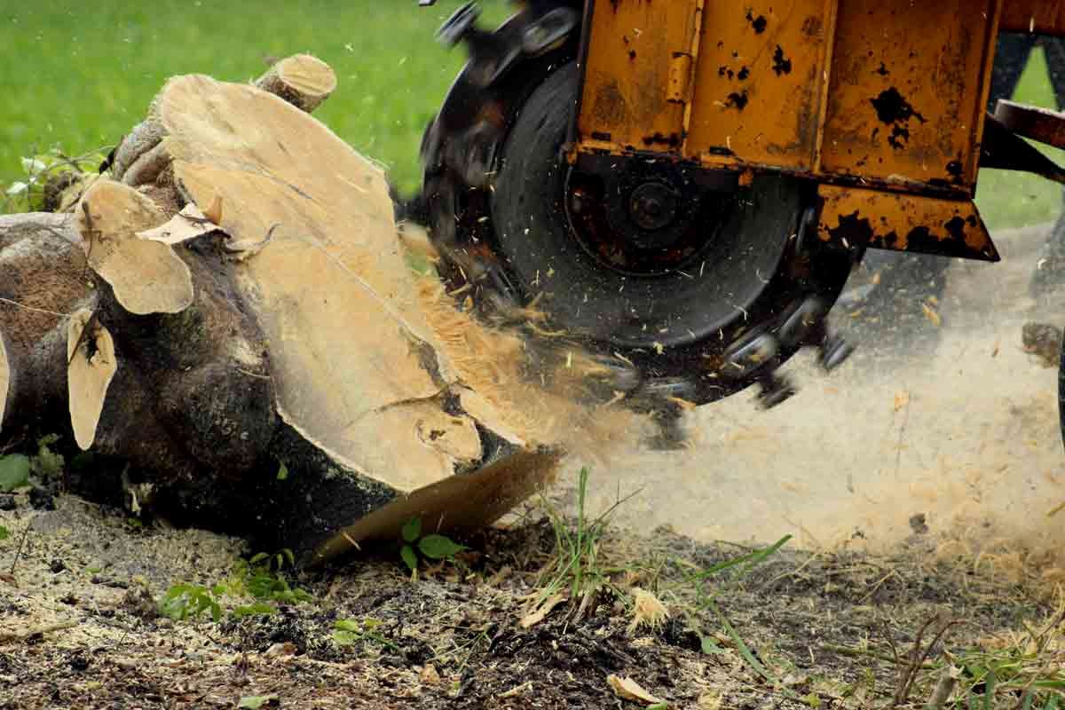 Best Stump Grinding Service