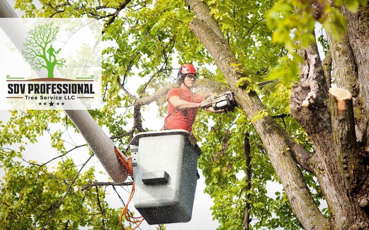 Expert commercial tree health management services by SDV Tree Service