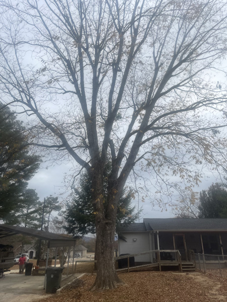 Tree Services | Tree Removal