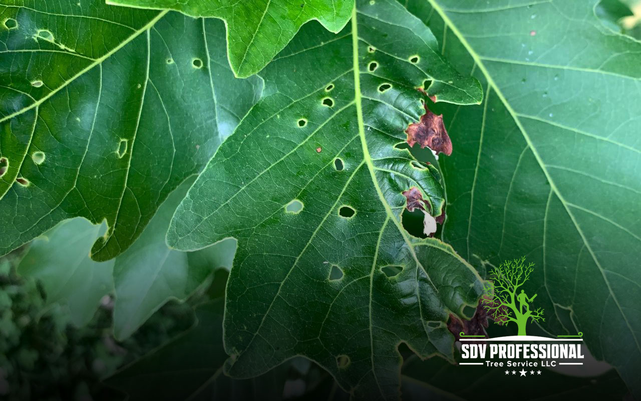 Identifying tree pest infestations