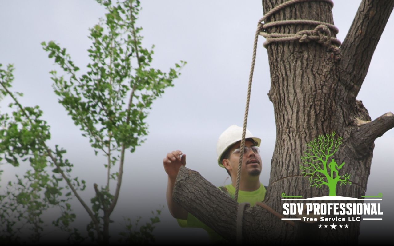 Leaning tree in Madison AL showing signs of structural damage