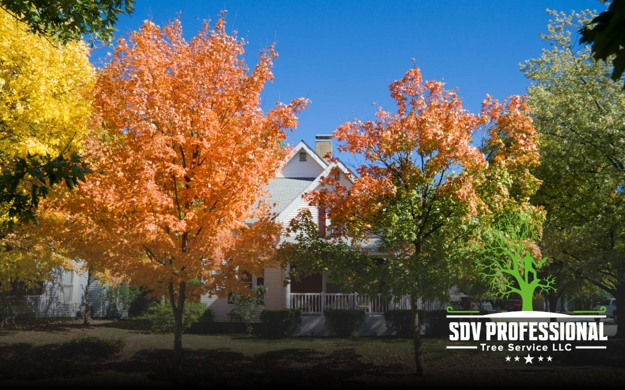 Fall tree care Athens AL pruning tips for stronger branches