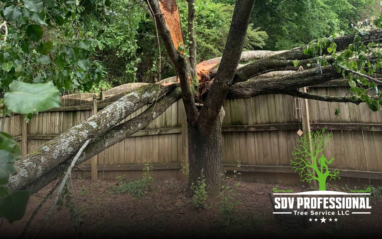 Arborist inspecting leaning tree danger signs in Huntsville