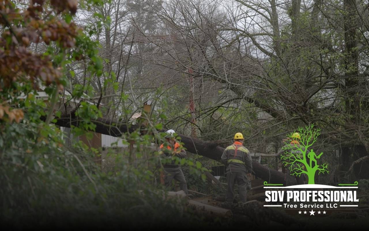 Certified crew handling near power-line damage with emergency tree service after a storm