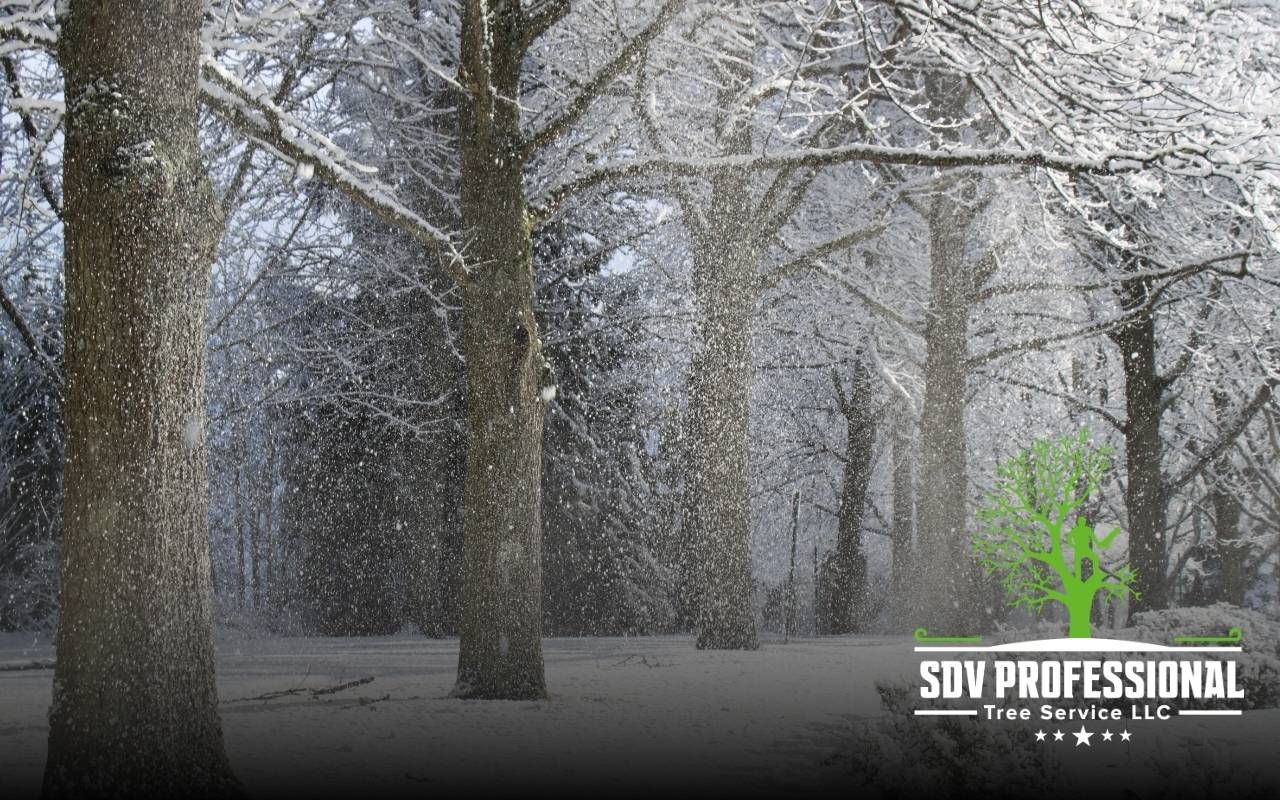 Frost protection for young trees in Huntsville in a residential winter yard