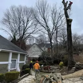 Tree Removal Services
