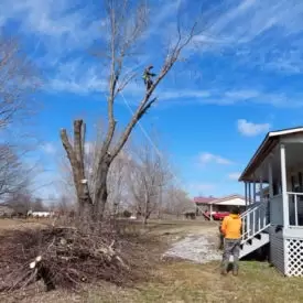 Tree Removal Services