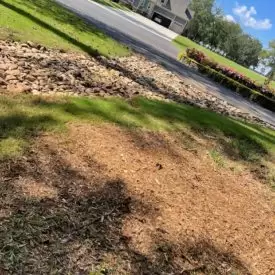 Stump Removal