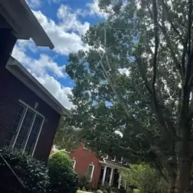 Tree Services