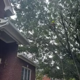 Tree Services