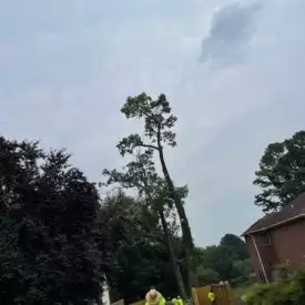 Tree Services