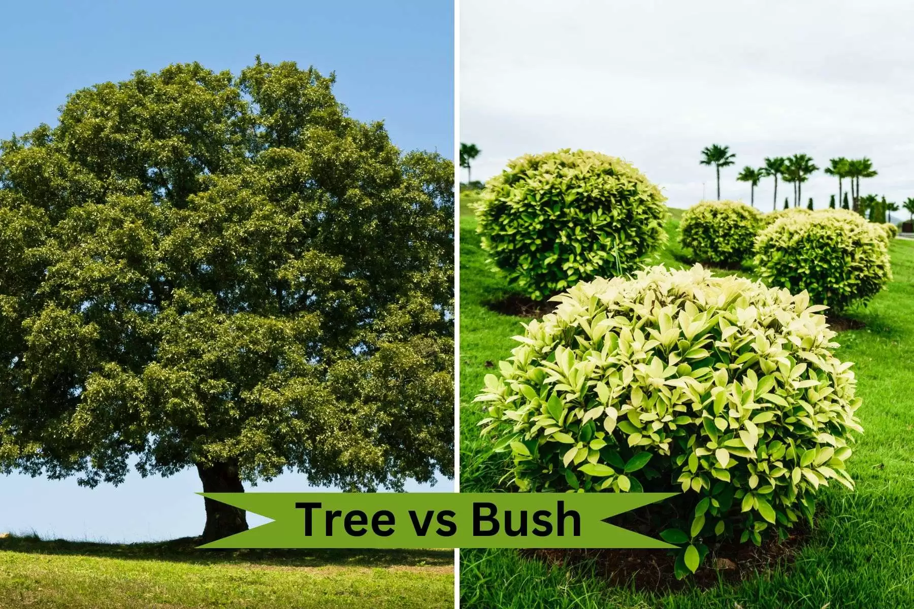 tree vs bush