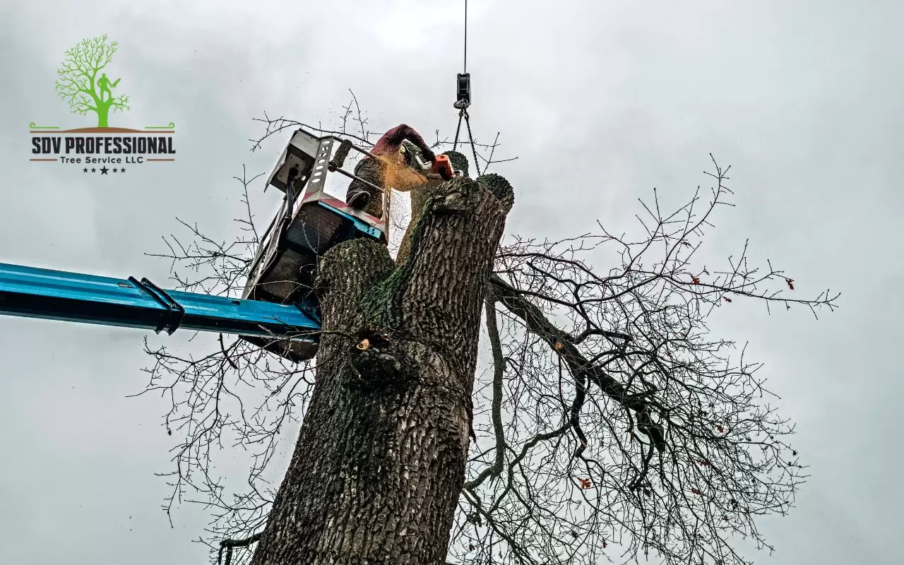 When to Trim Oak Trees