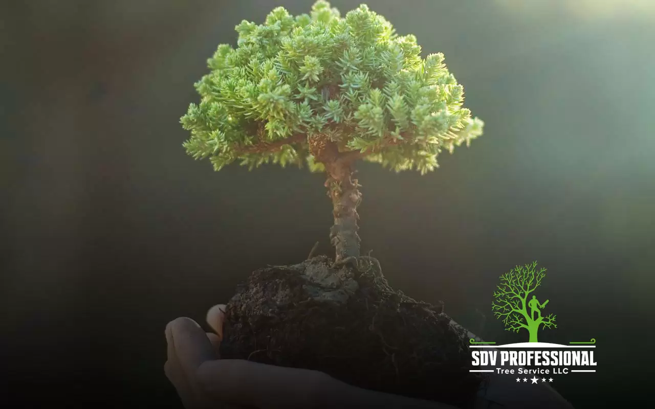 How to choose a tree service in Huntsville, AL?