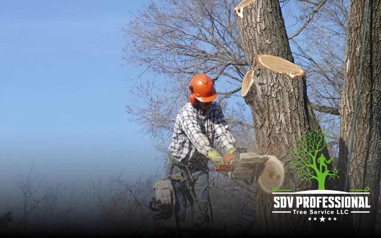 Tree removal crew cutting down a large tree in Decatur, AL