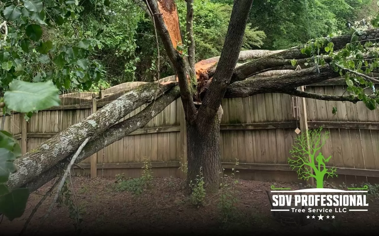 Arborist inspecting leaning tree danger signs in Huntsville
