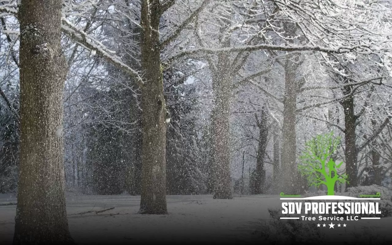 Frost protection for young trees in Huntsville in a residential winter yard