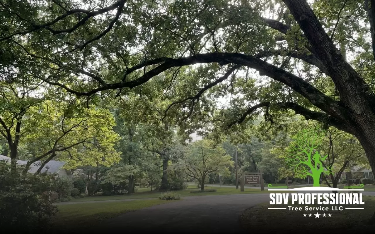 Low hanging tree branches over driveway in Huntsville before trimming