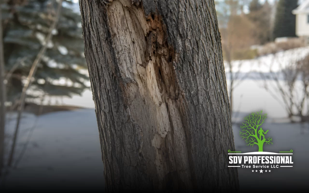 Sunscald on tree bark causing winter trunk damage